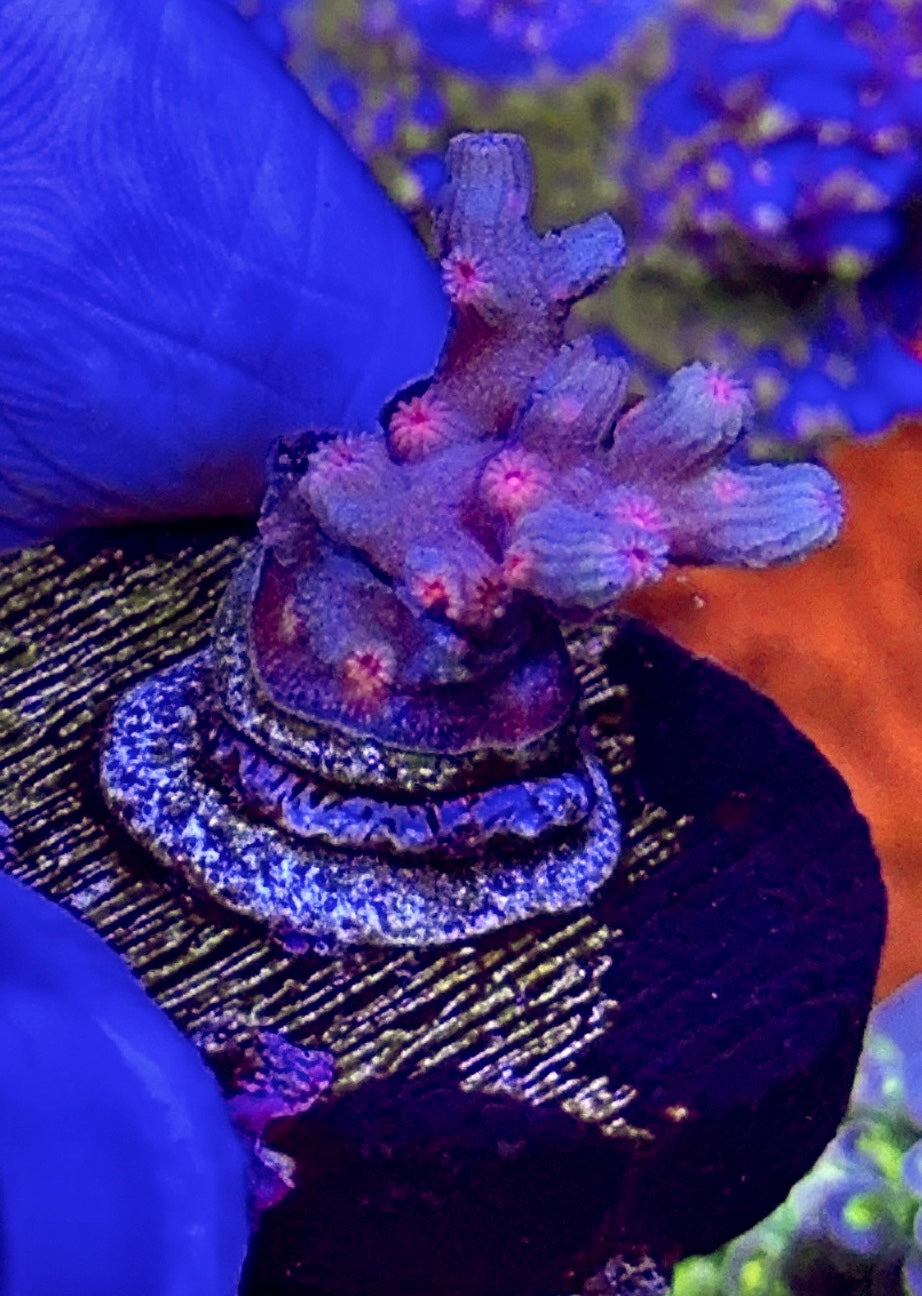 Cotton Candy Branching Cyphastrea (3)