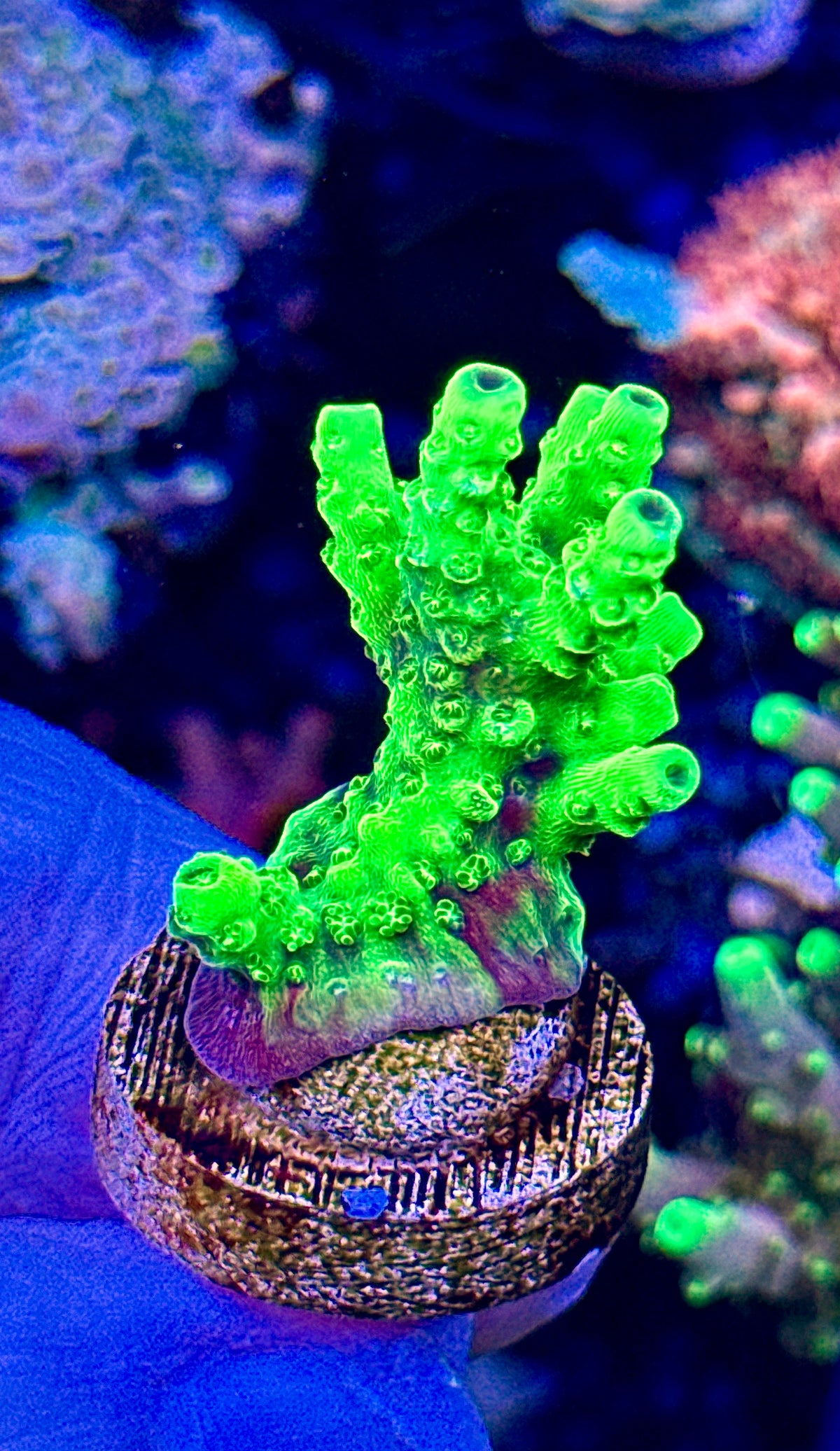 Bali Slimer (1)