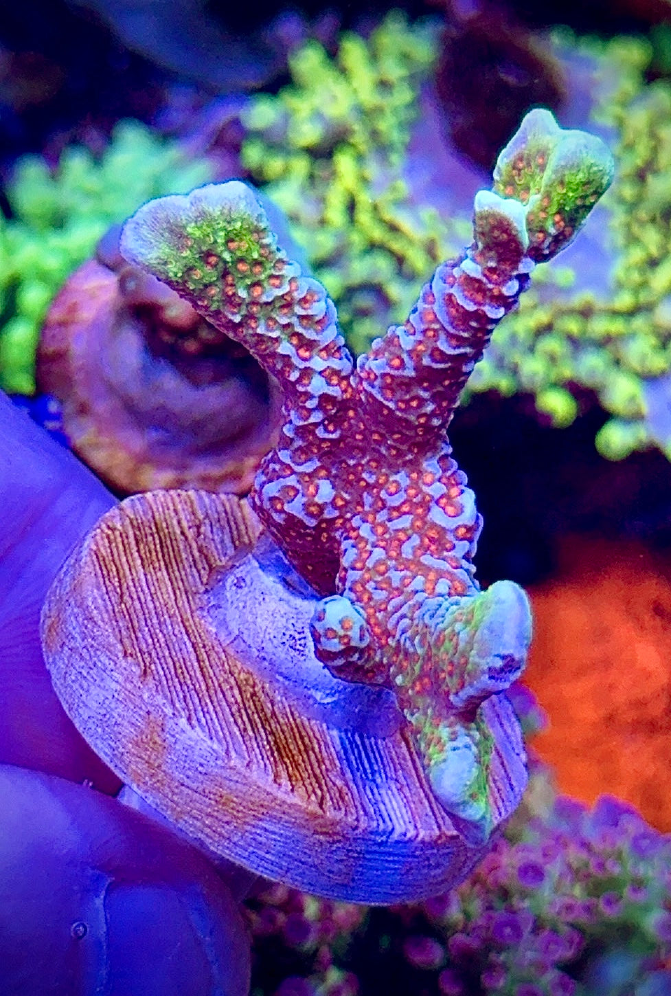 Bubblegum Digi (3)