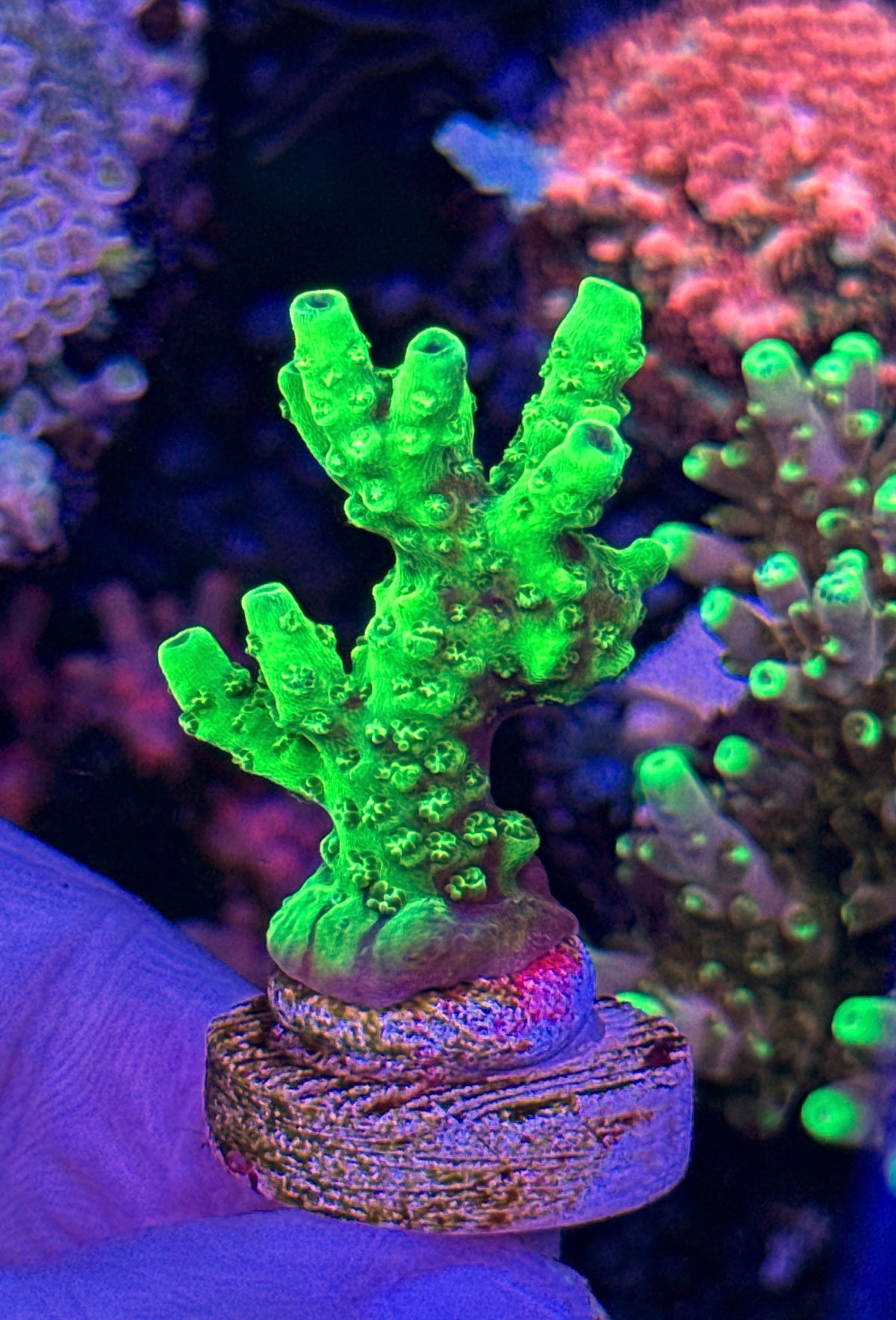 Bali Slimer (2)