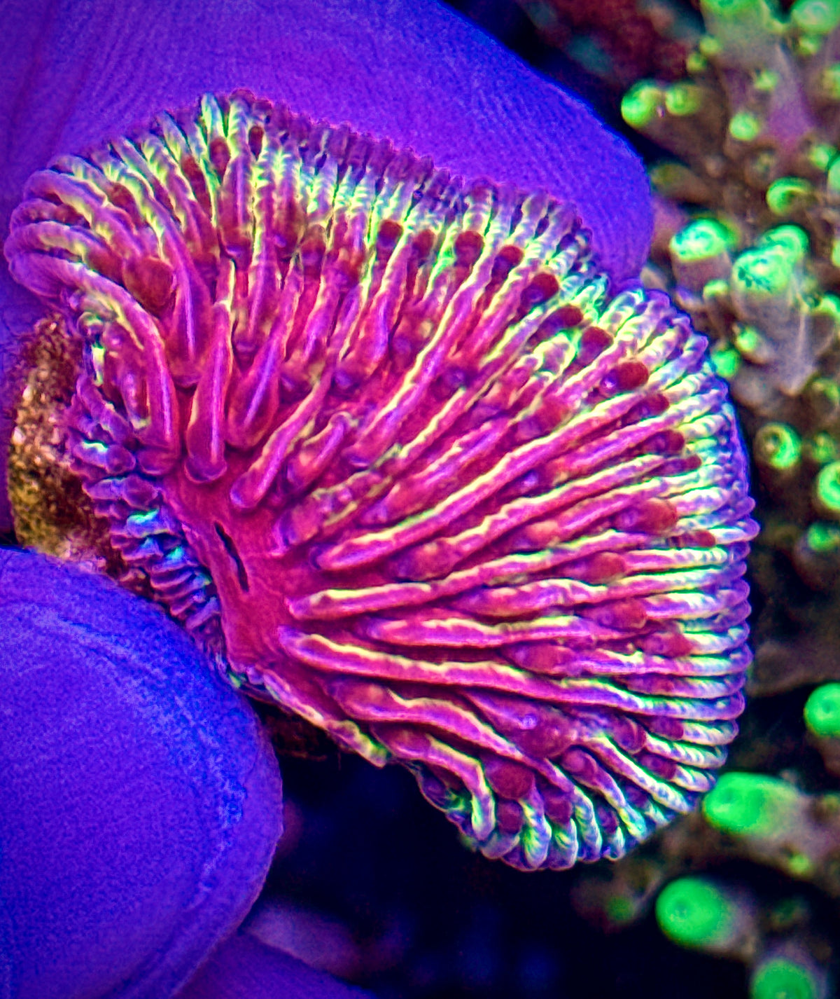 Plate Coral Rare (2)