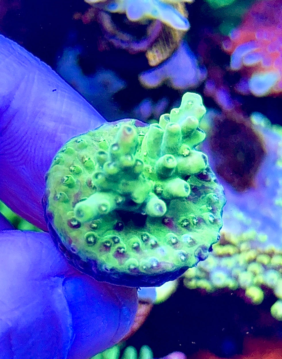 Petrol Slick nub  (1)