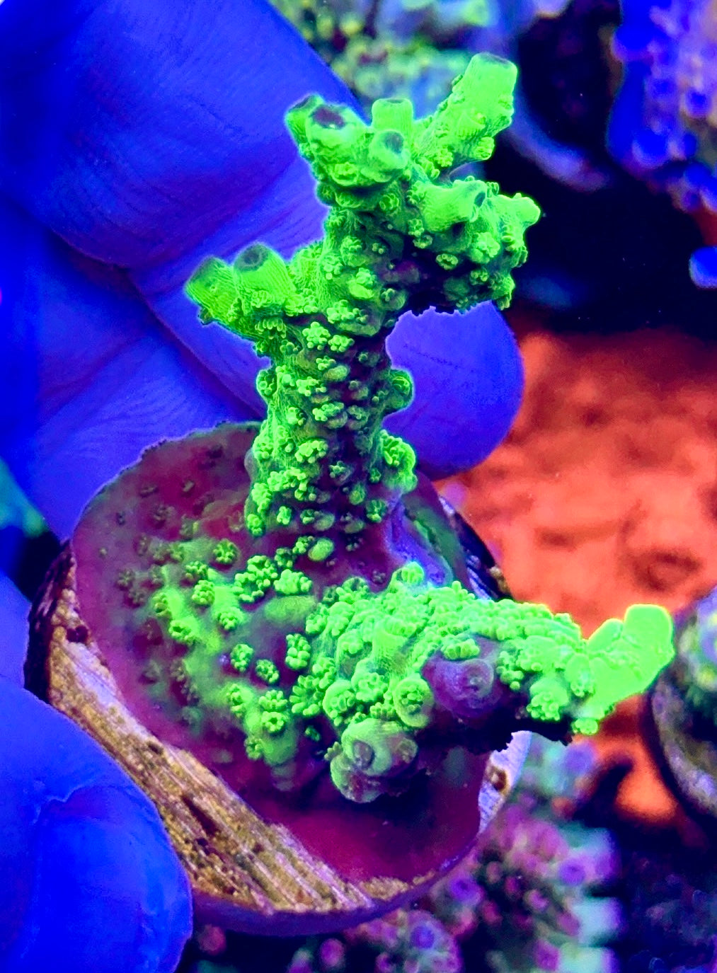 Bali Slimer (3)