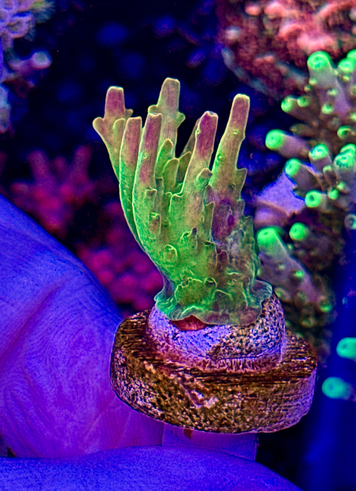 Paletta Pink Tip (2)