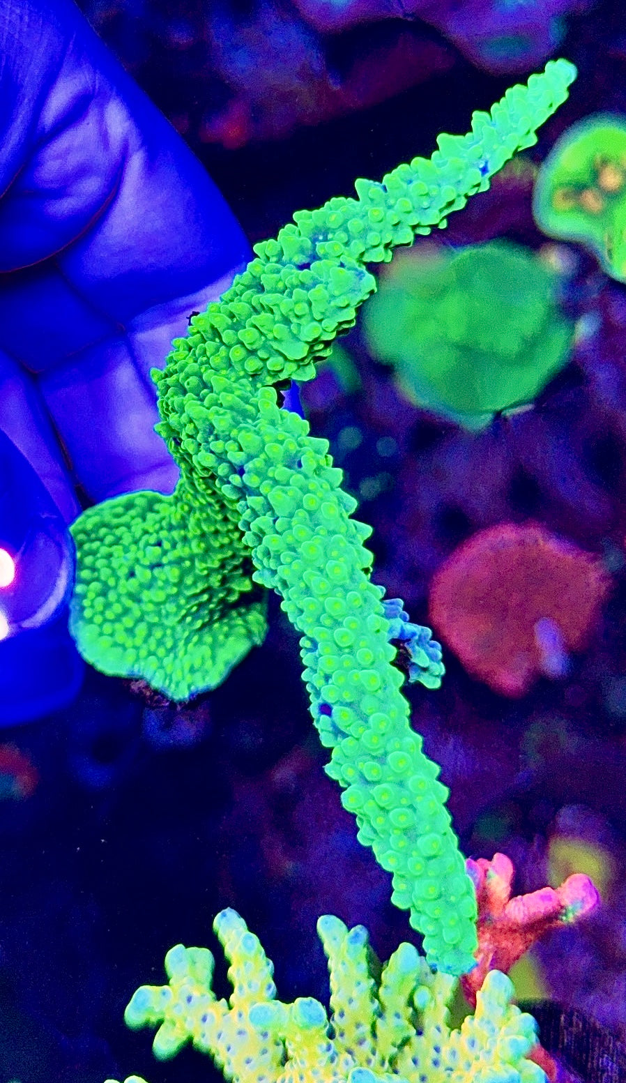 XL Dallas (1)