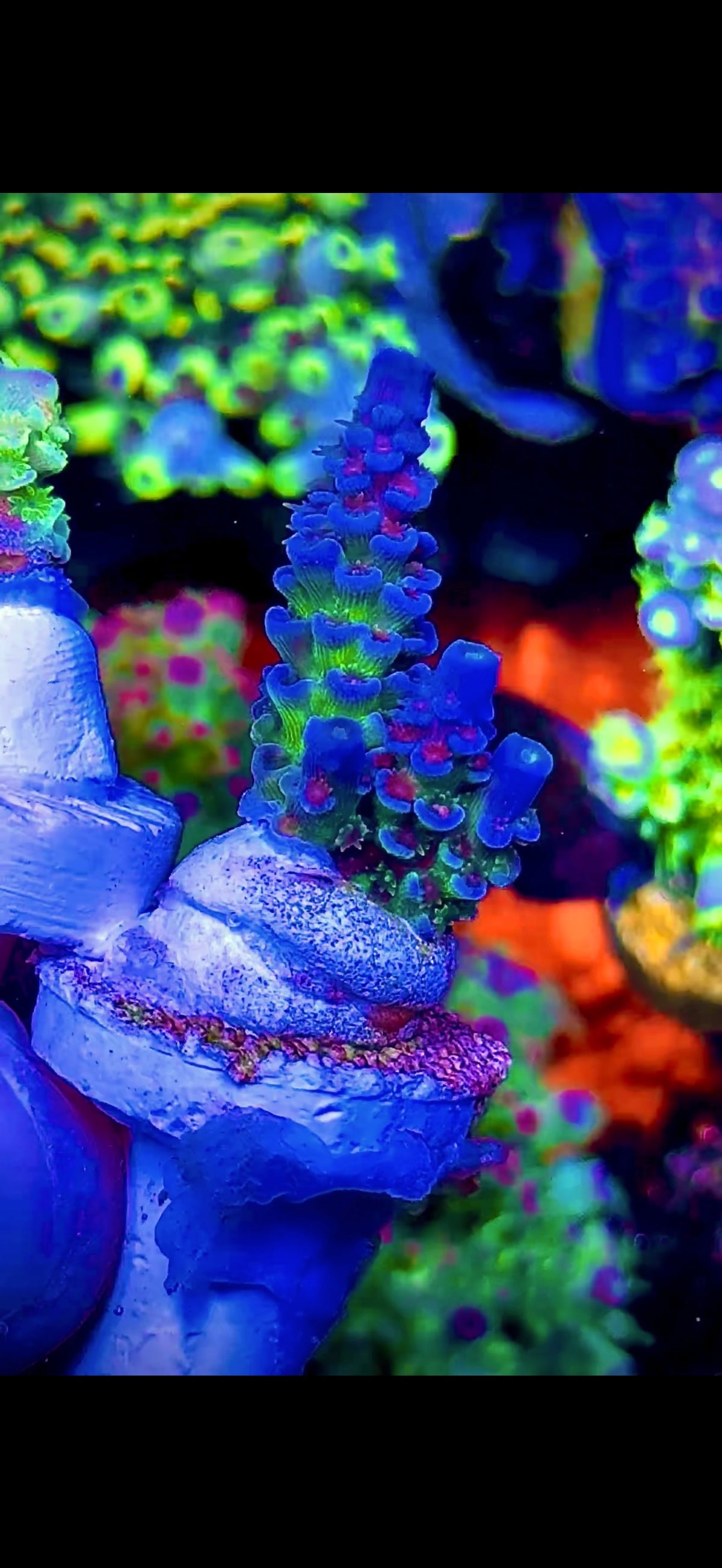 TSA Rainbow Fusion (1)