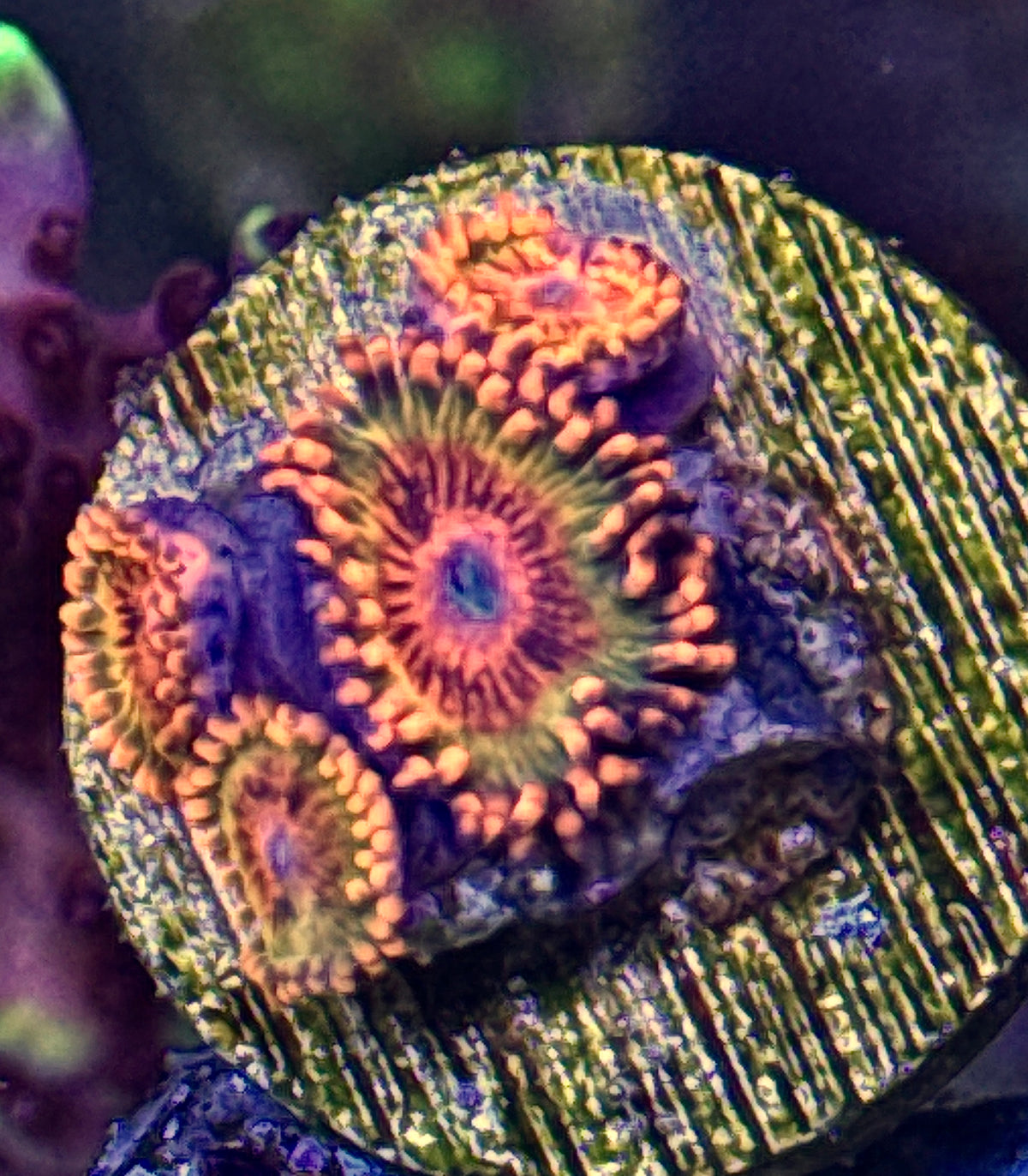 Speckled Krakatoa 4 polyps (1)