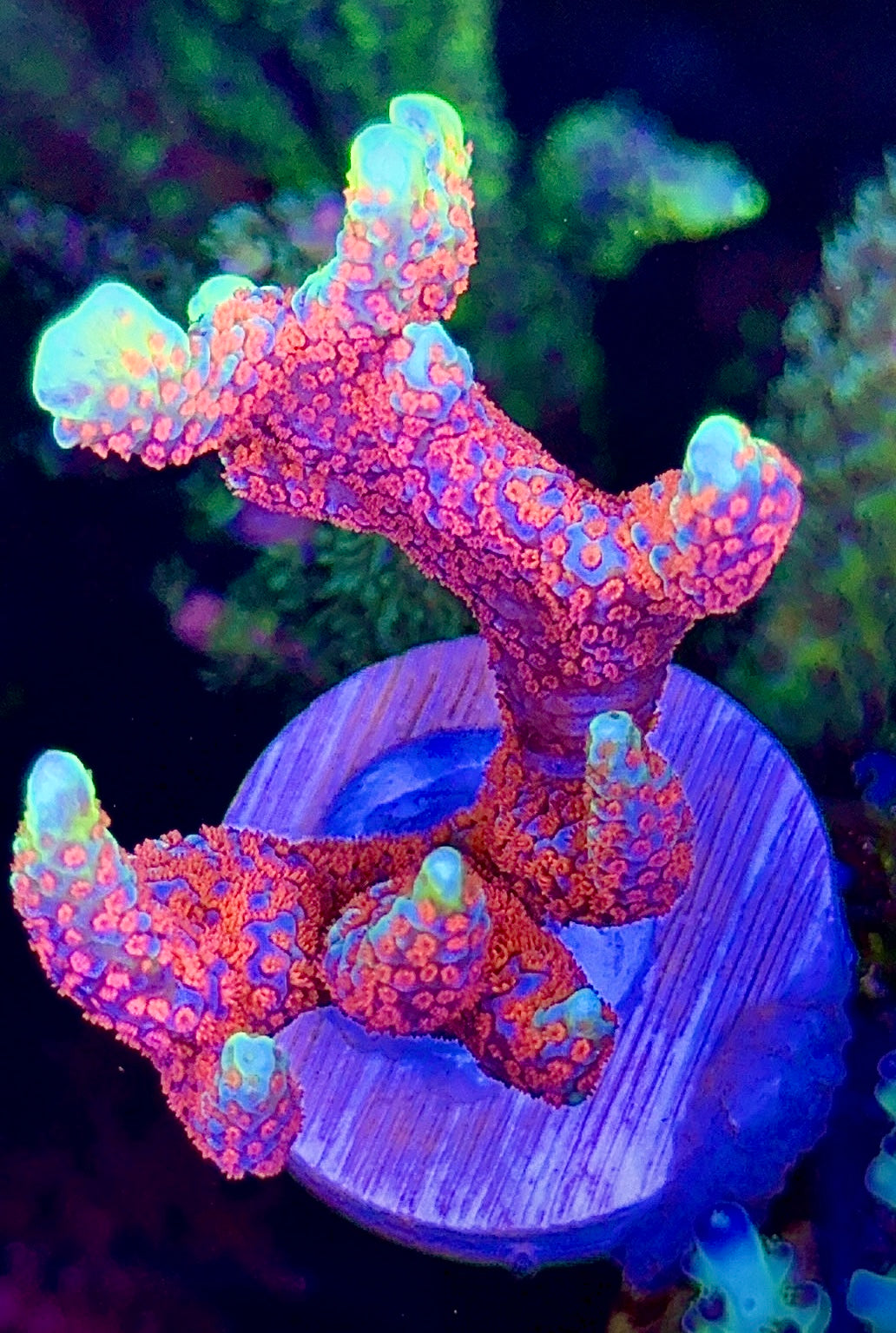 Bubblegum Digi (2)