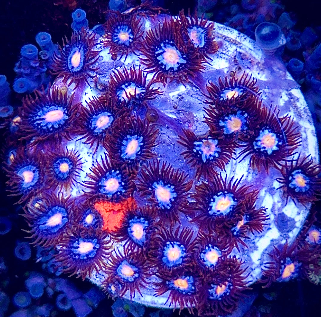New release mystiques 40 + polyps