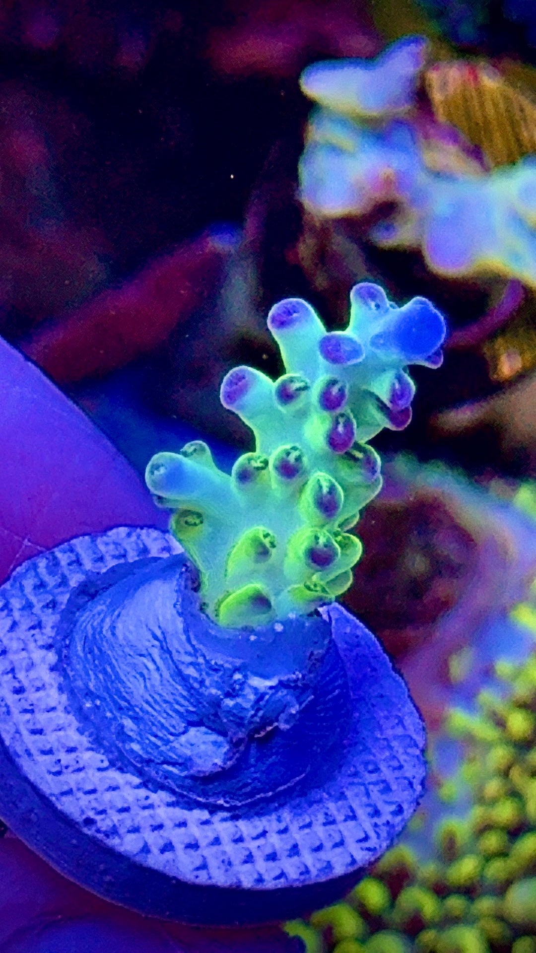 ORA Purlberry (2)