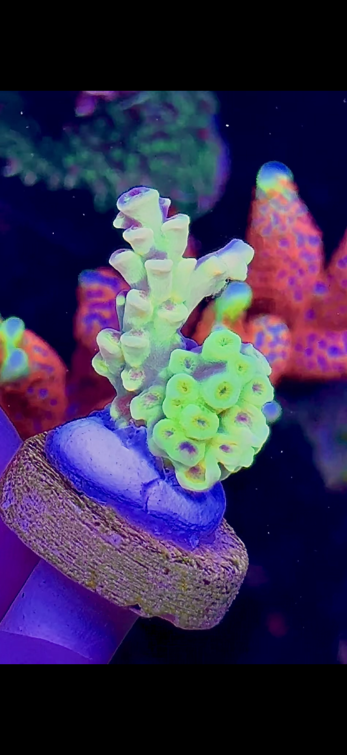 Fruit Loops (1)