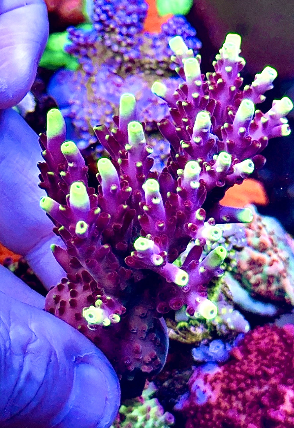 Fox Flame colony  (1)