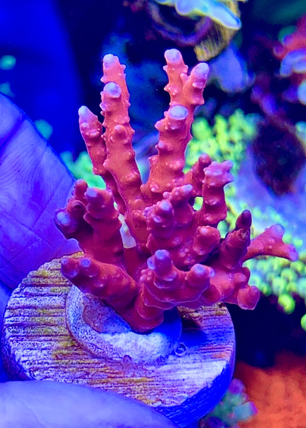 TNT Anacropora (2)