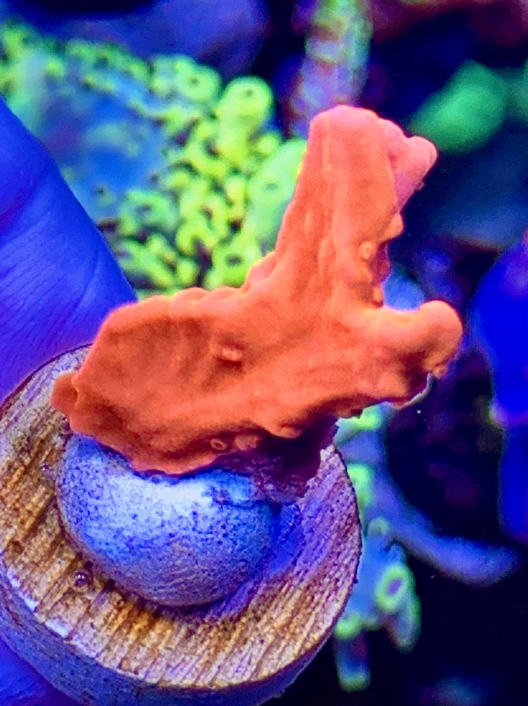 Orange Setosa (2)
