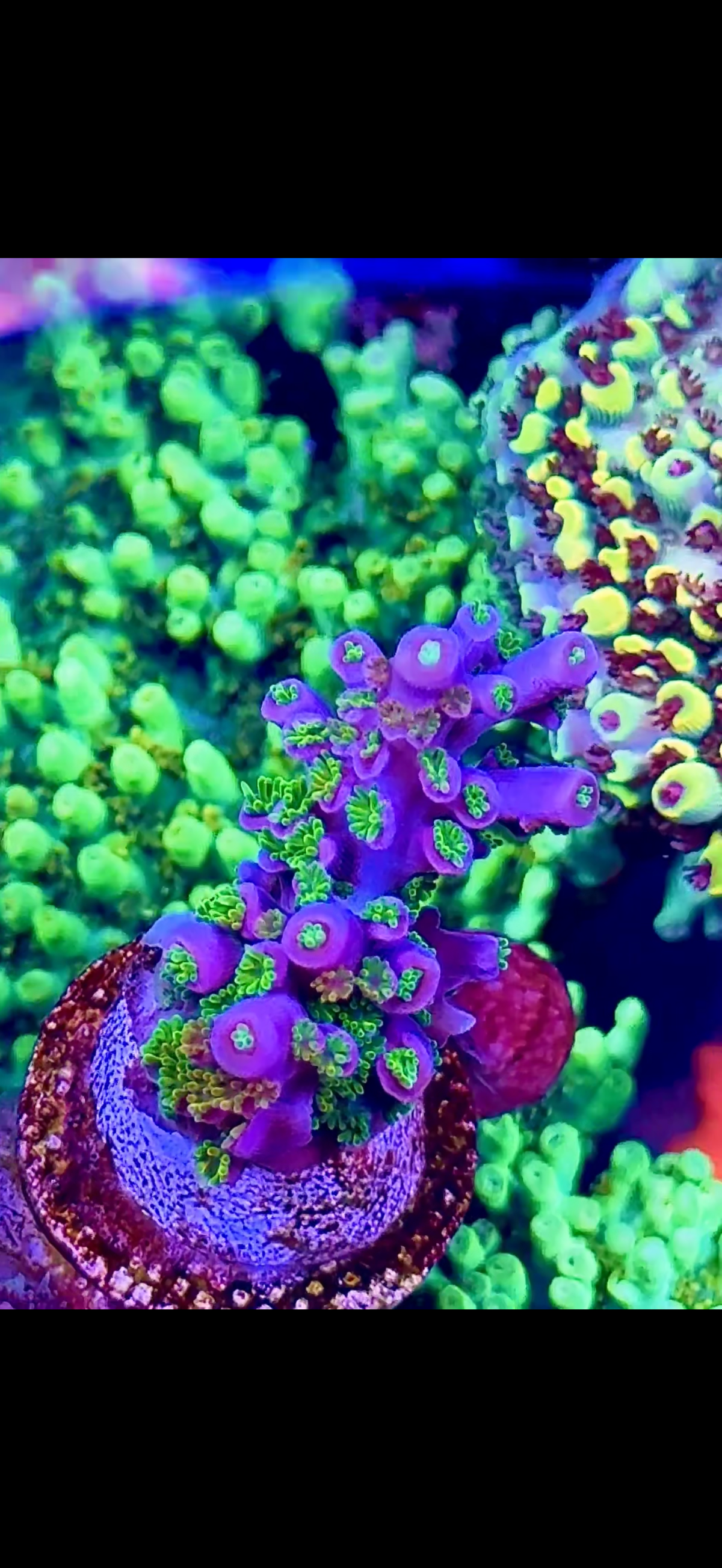 Rainbow polyp acro (1)