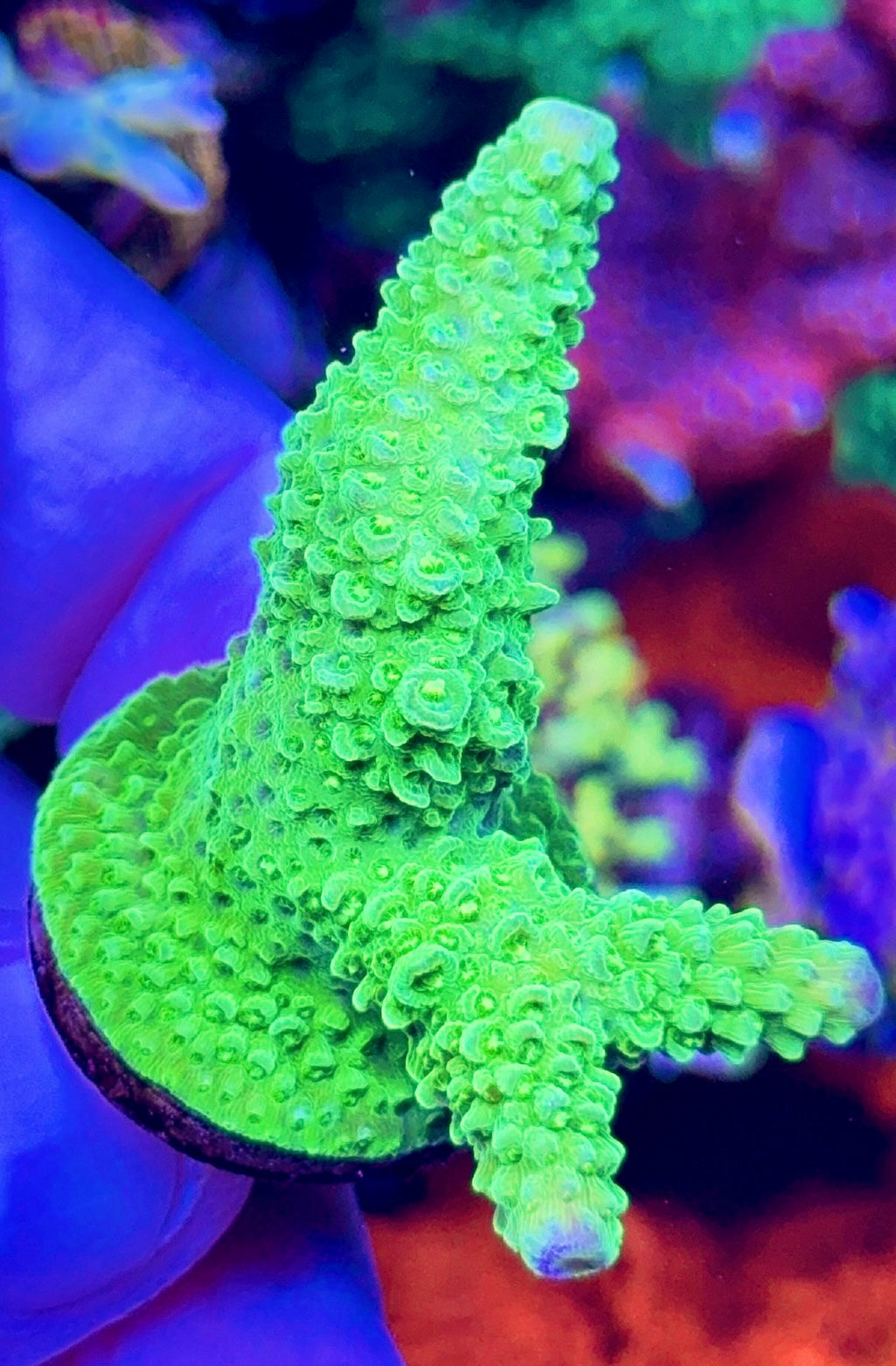 Green Staghorn (2)