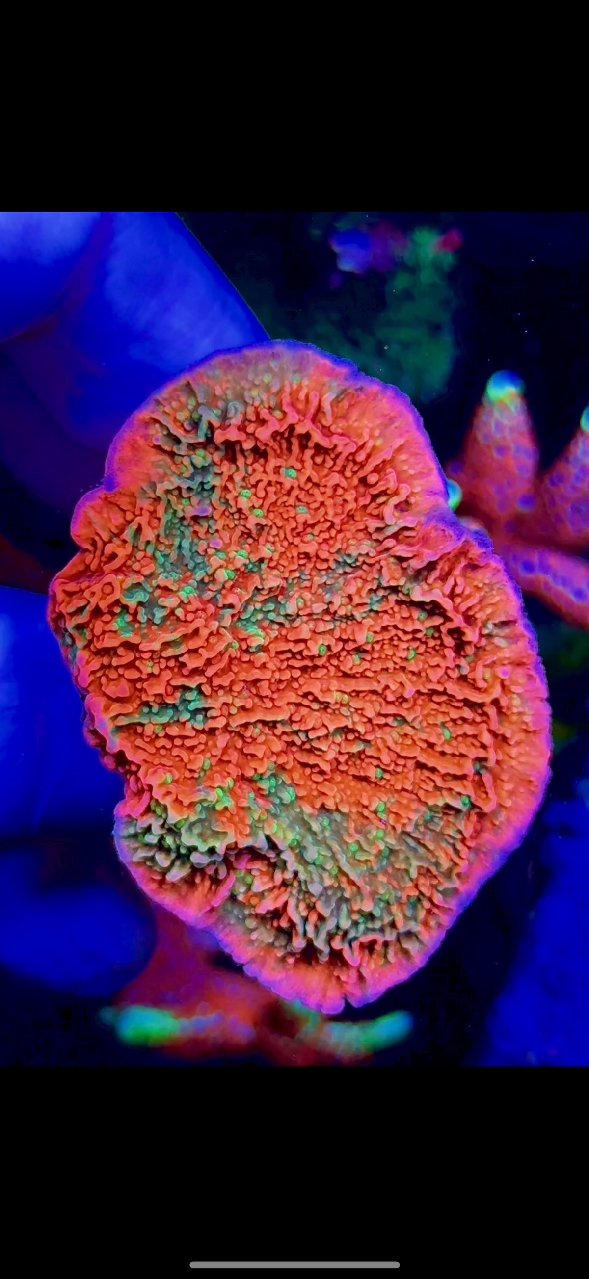 Grafted Monti Cap (1)