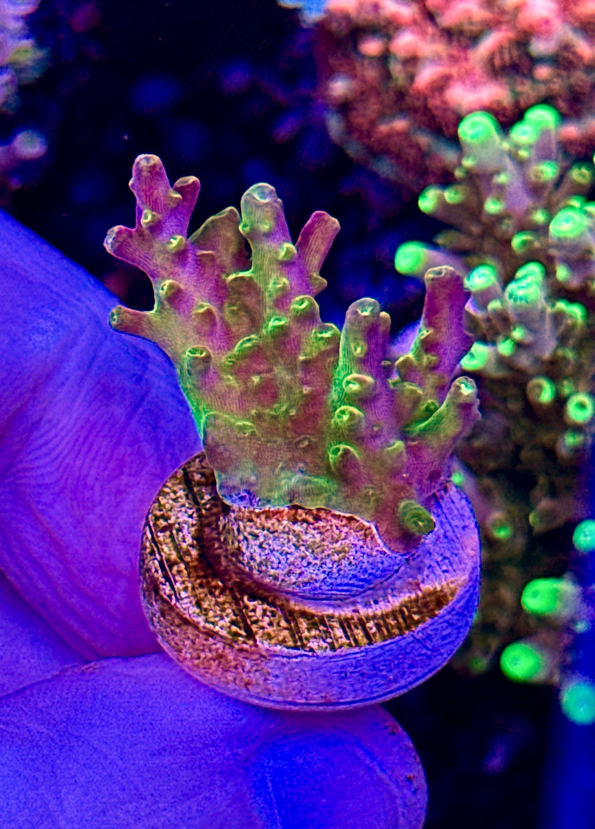 Paletta Pink Tip  (1)