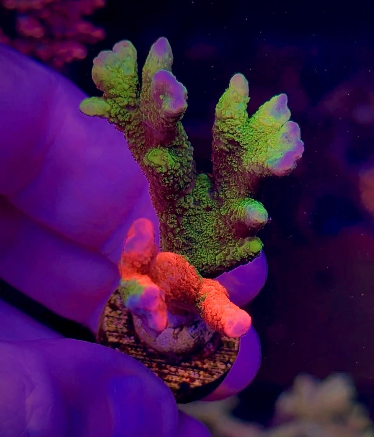 Grafted Digi Large (1)