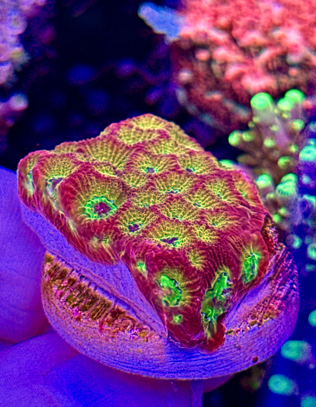 Flame Boi Colony (2)