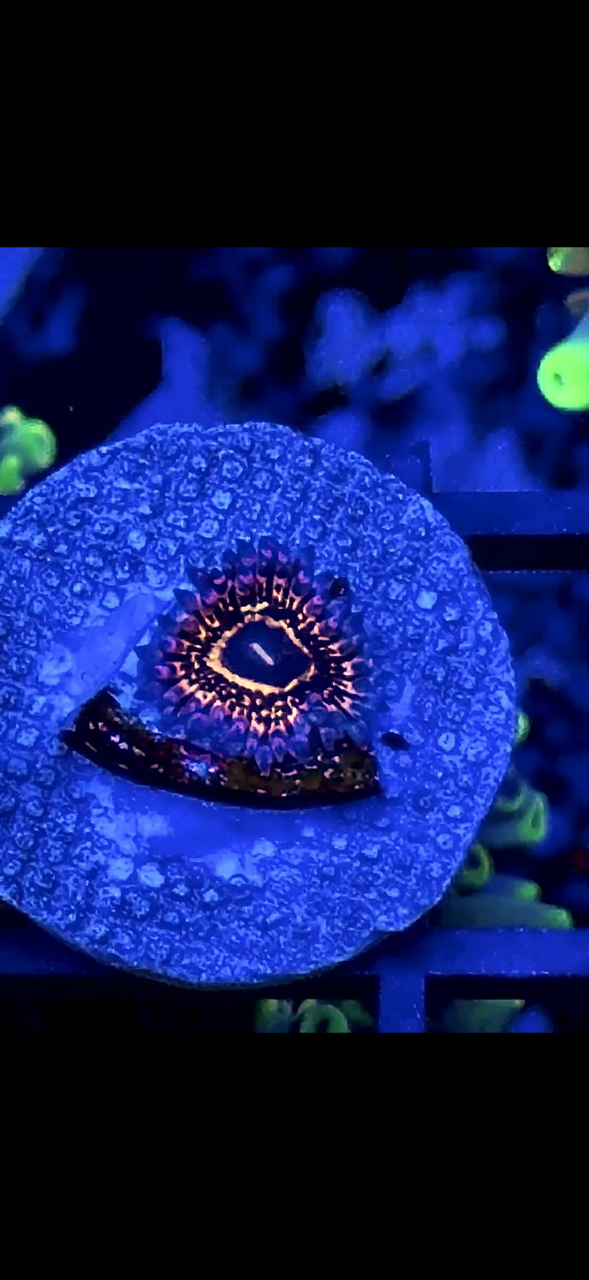 stratosphere 1 polyp (1)