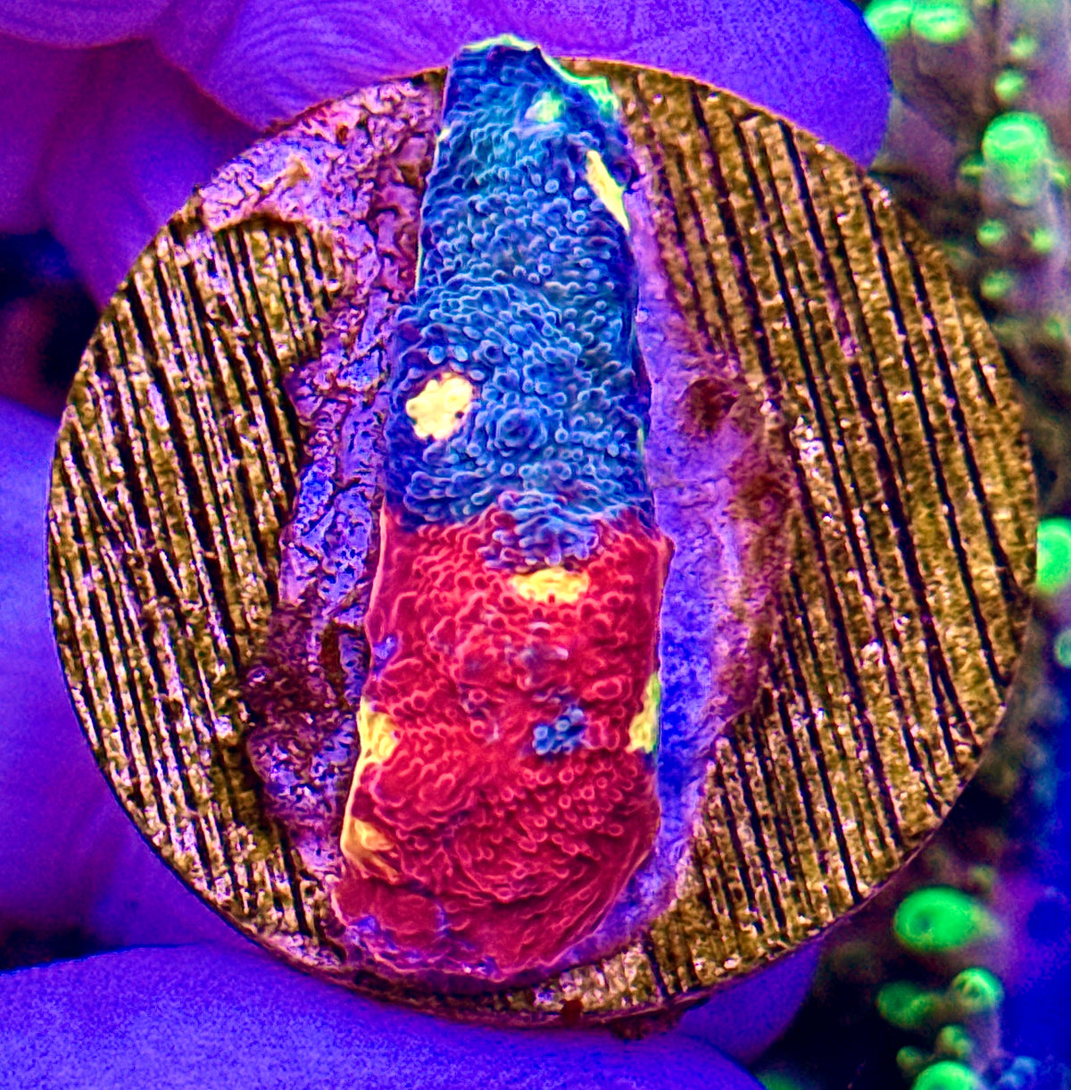 Rainbow chalice (3)