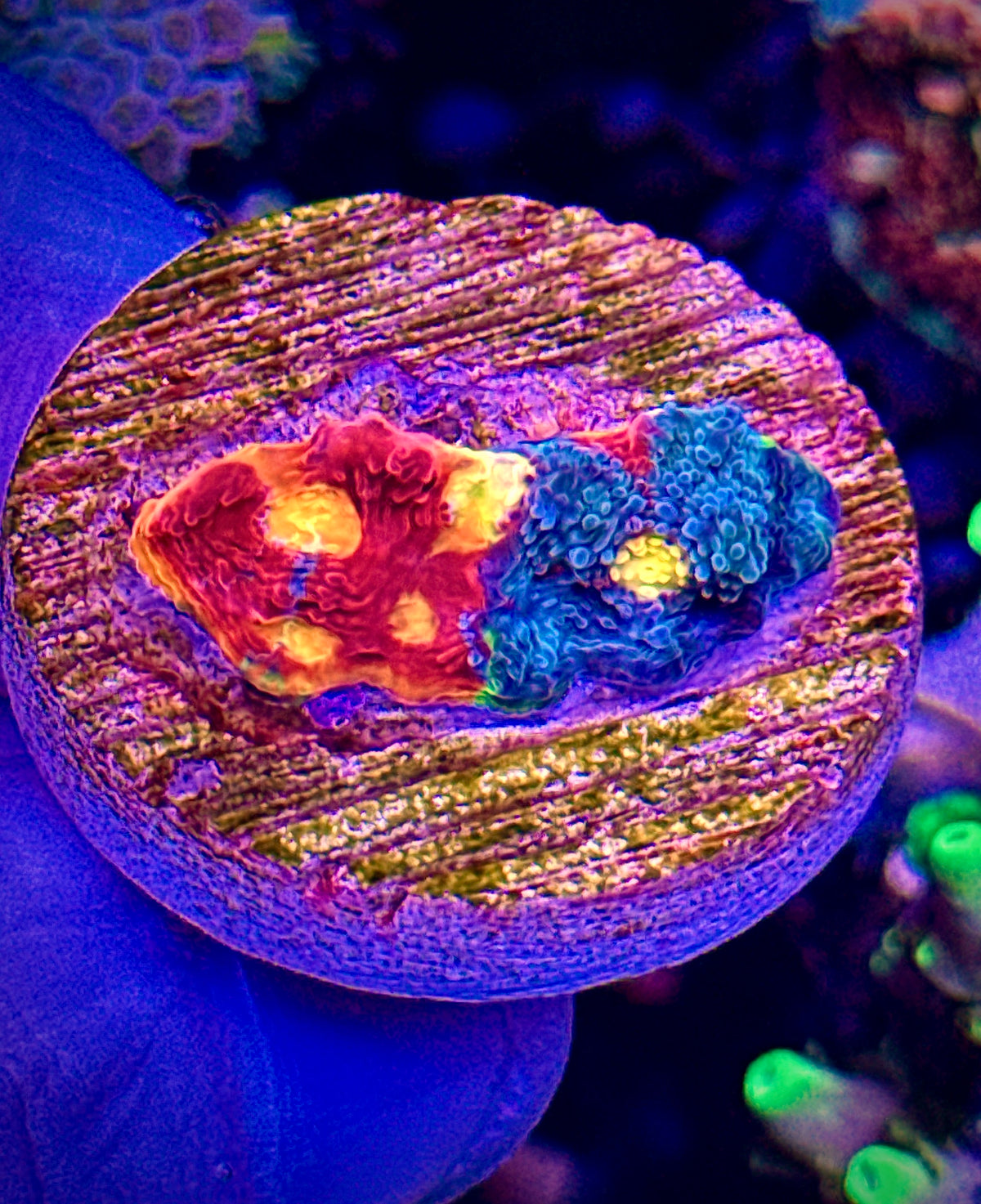 Rainbow Chalice (2)