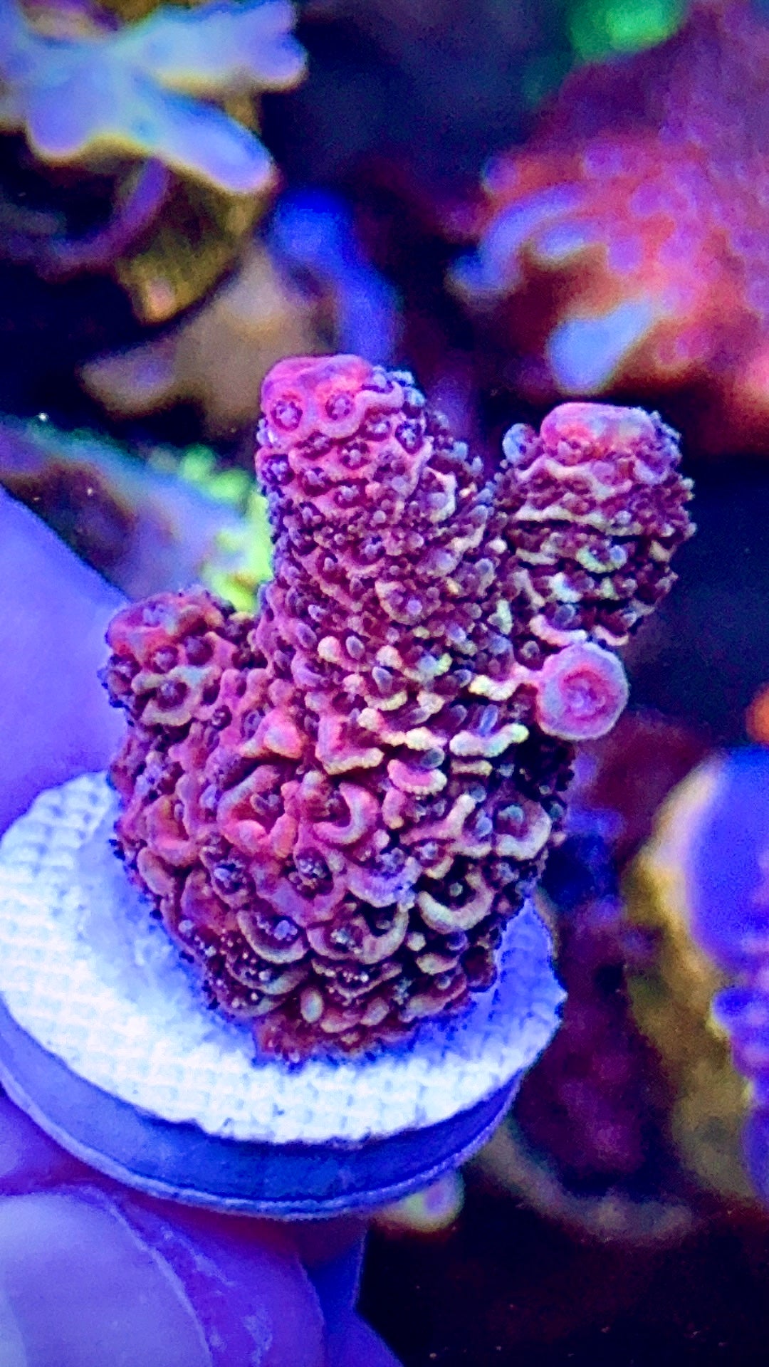 Heisenberg (7)