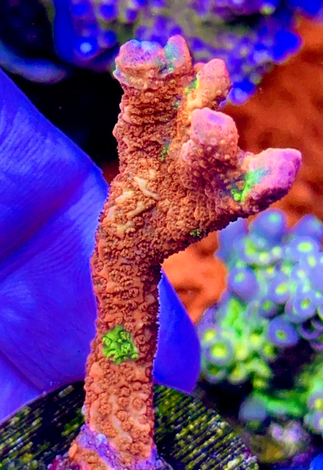 Grafted Digi (6)