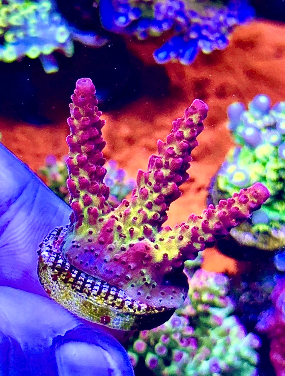 PC Rainbow (15)