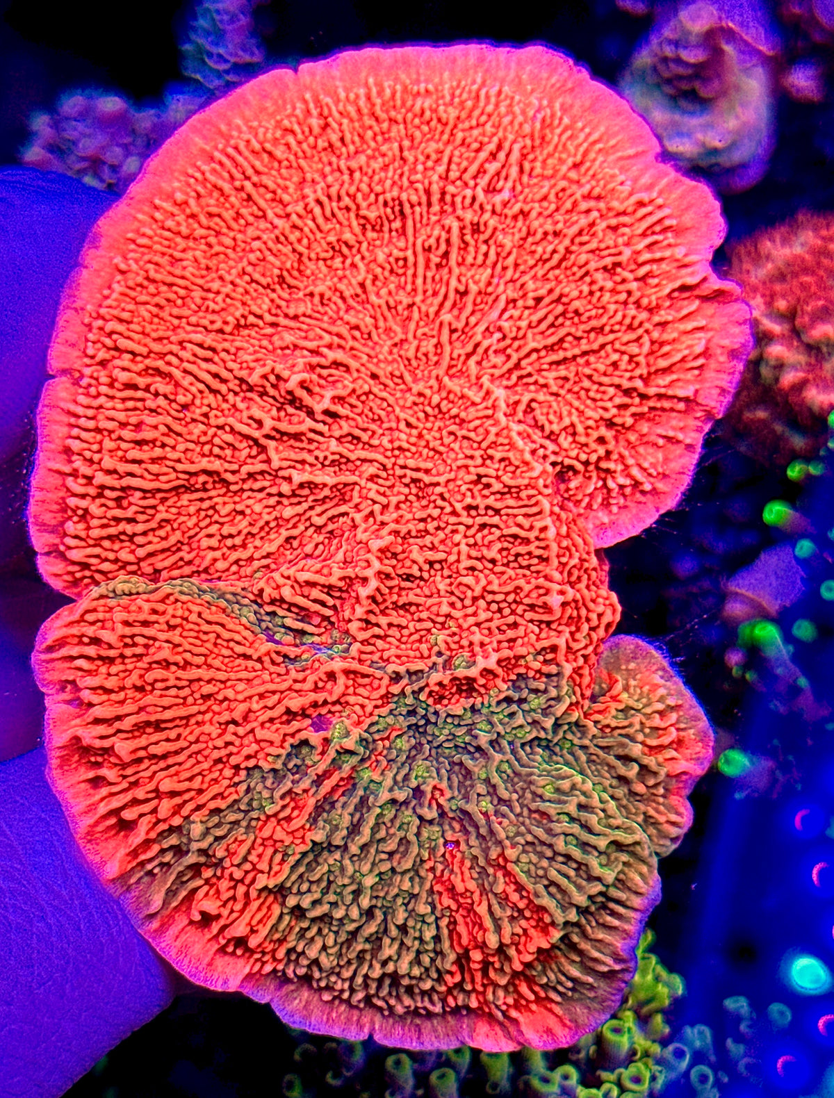 Large Grafted Monti cap (2)