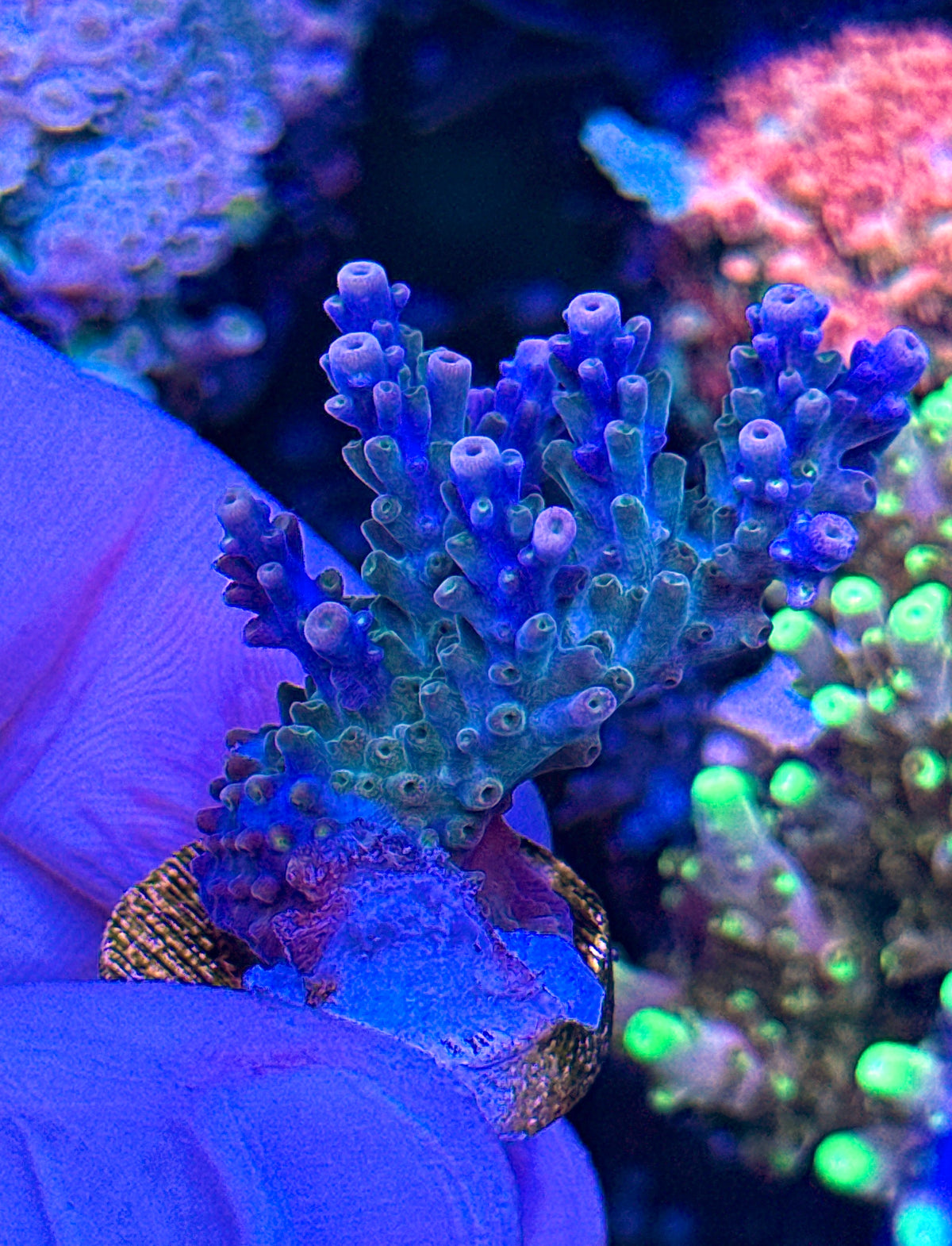 EC Peacock (1)