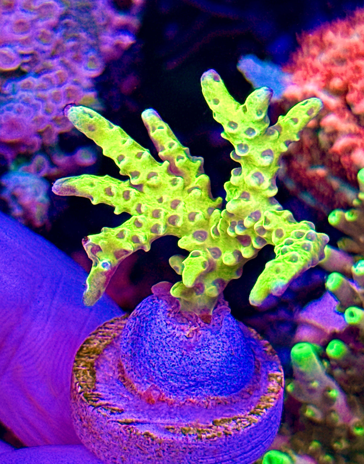 Green Goblin (1)