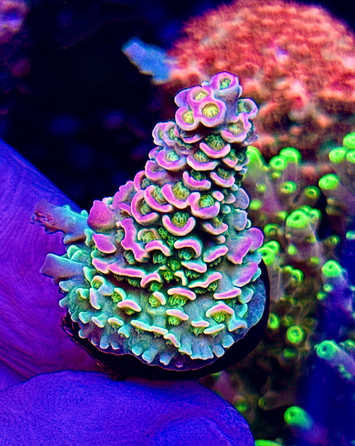 Purplicious (1)