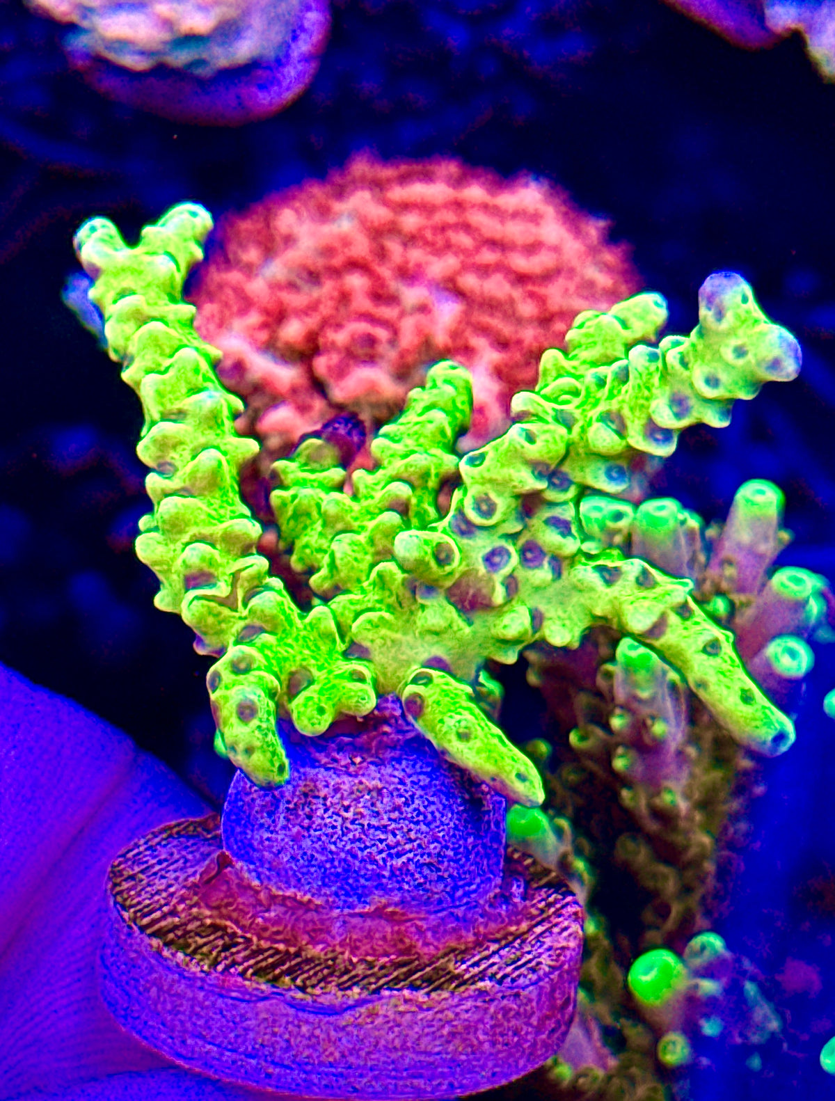 Green Goblin (3)