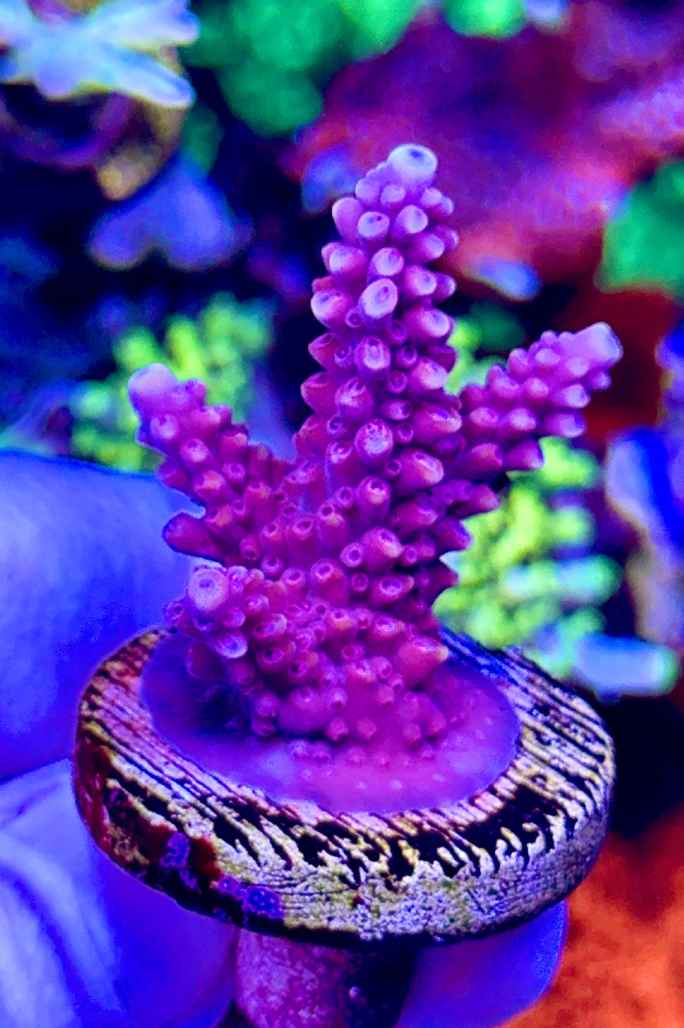 Red Staghorn (1)
