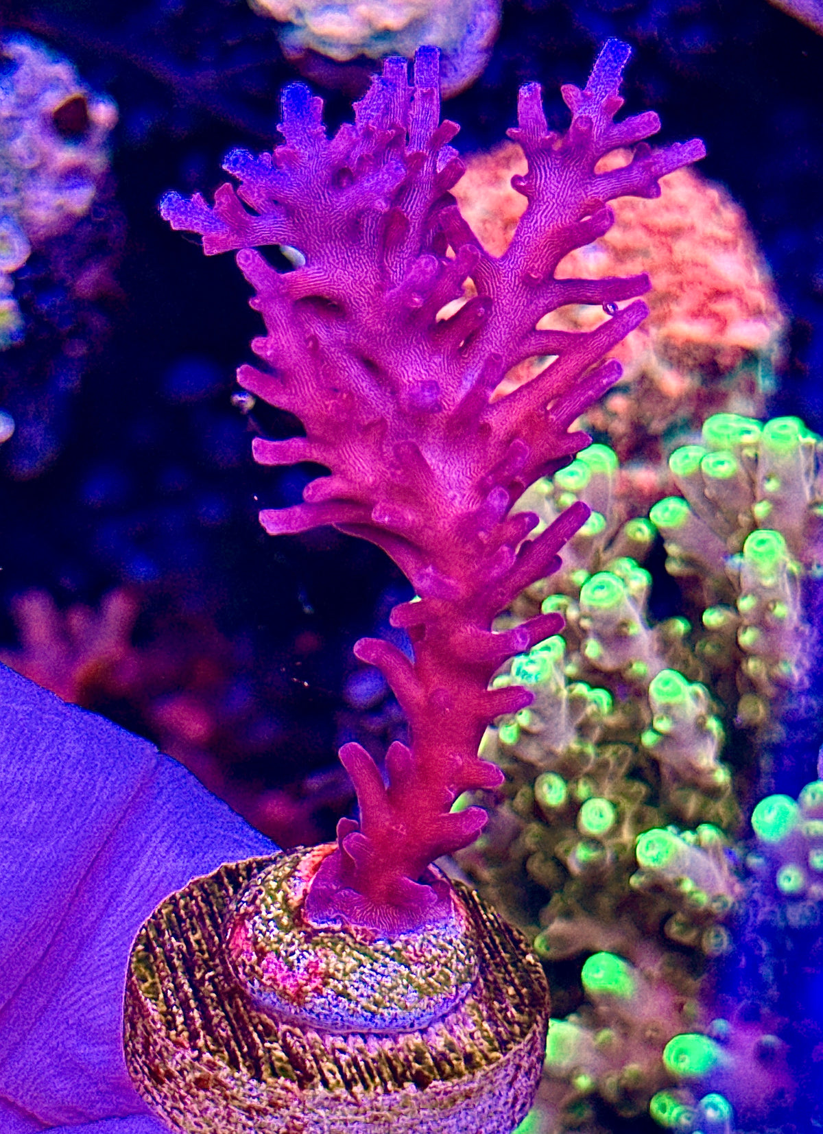 Red Dragon (1)