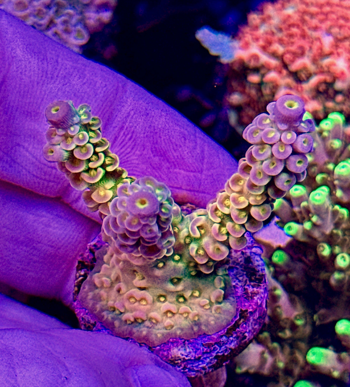 XL Walt Disney (1)