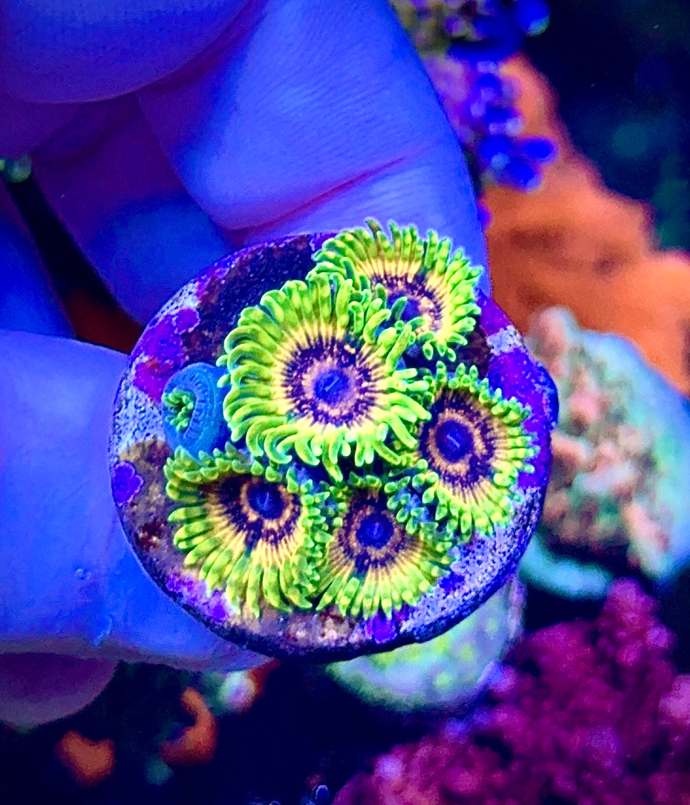 Adonis 6 polyps (4)