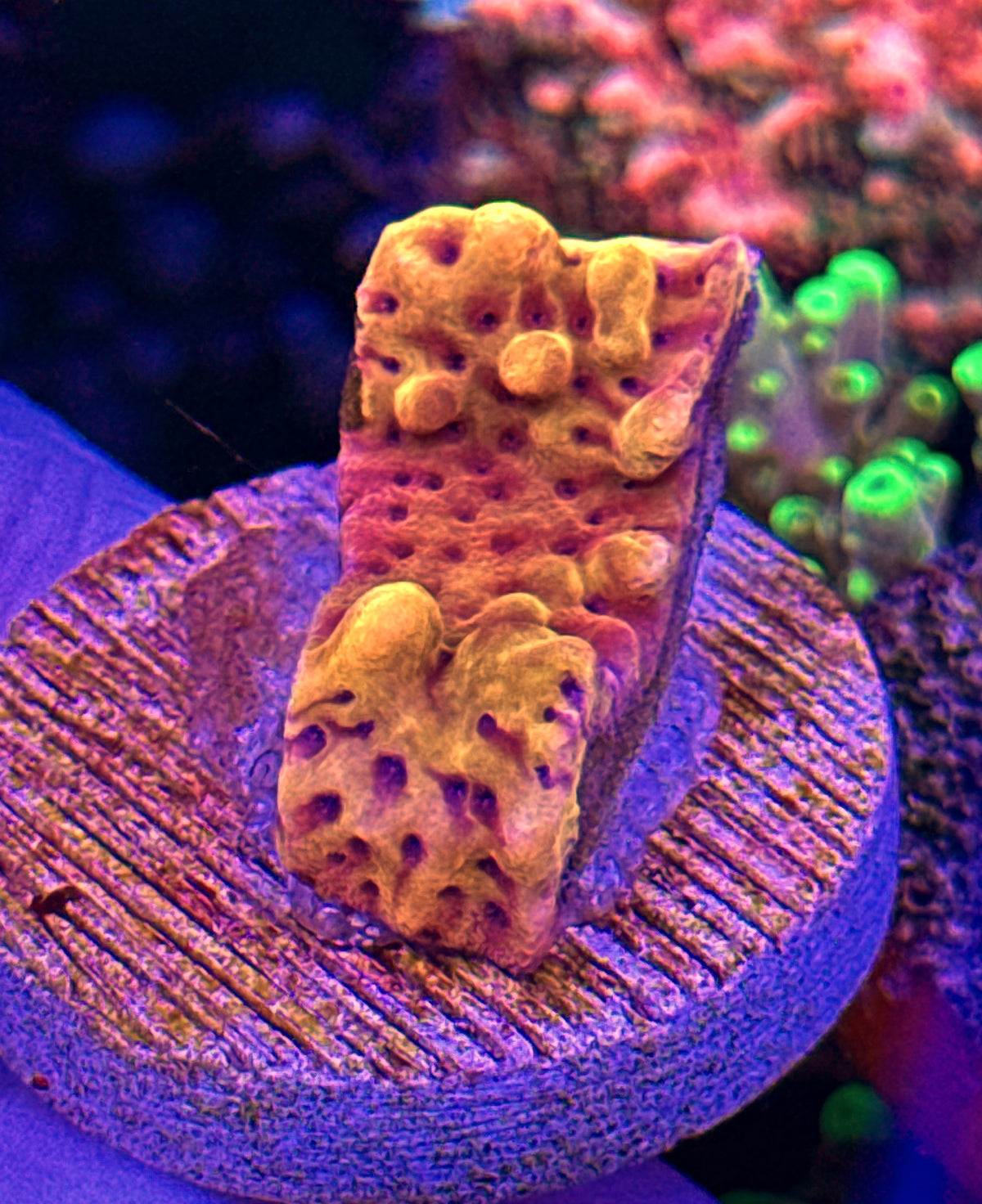 Danae Gold (1)
