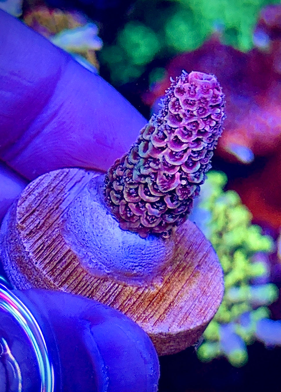 Heisenberg (6)