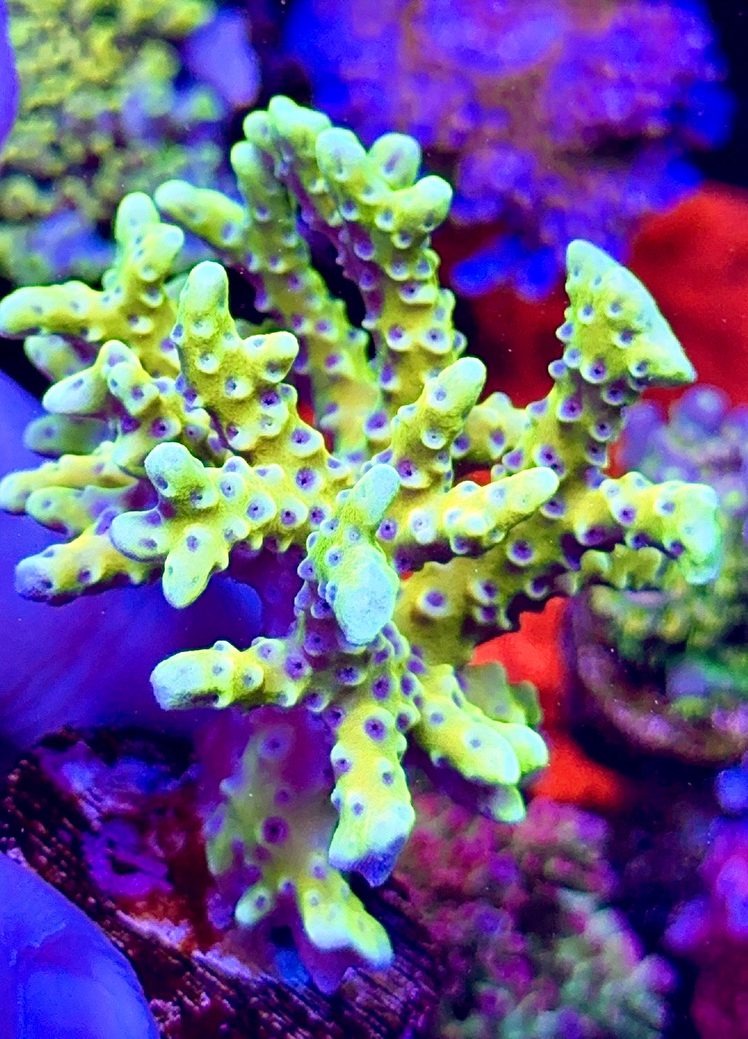 Goldenrod XL (2)