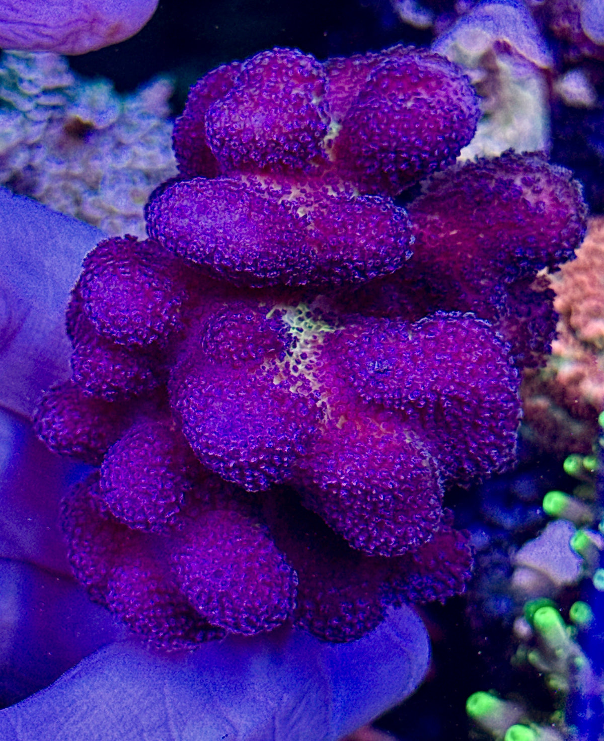 Purple Stylo (1)