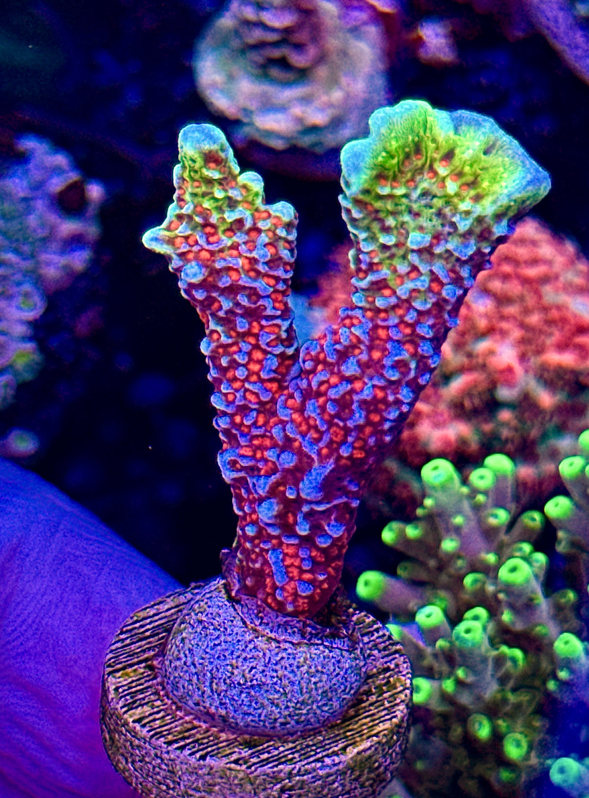 Bubblegum Digi (1)