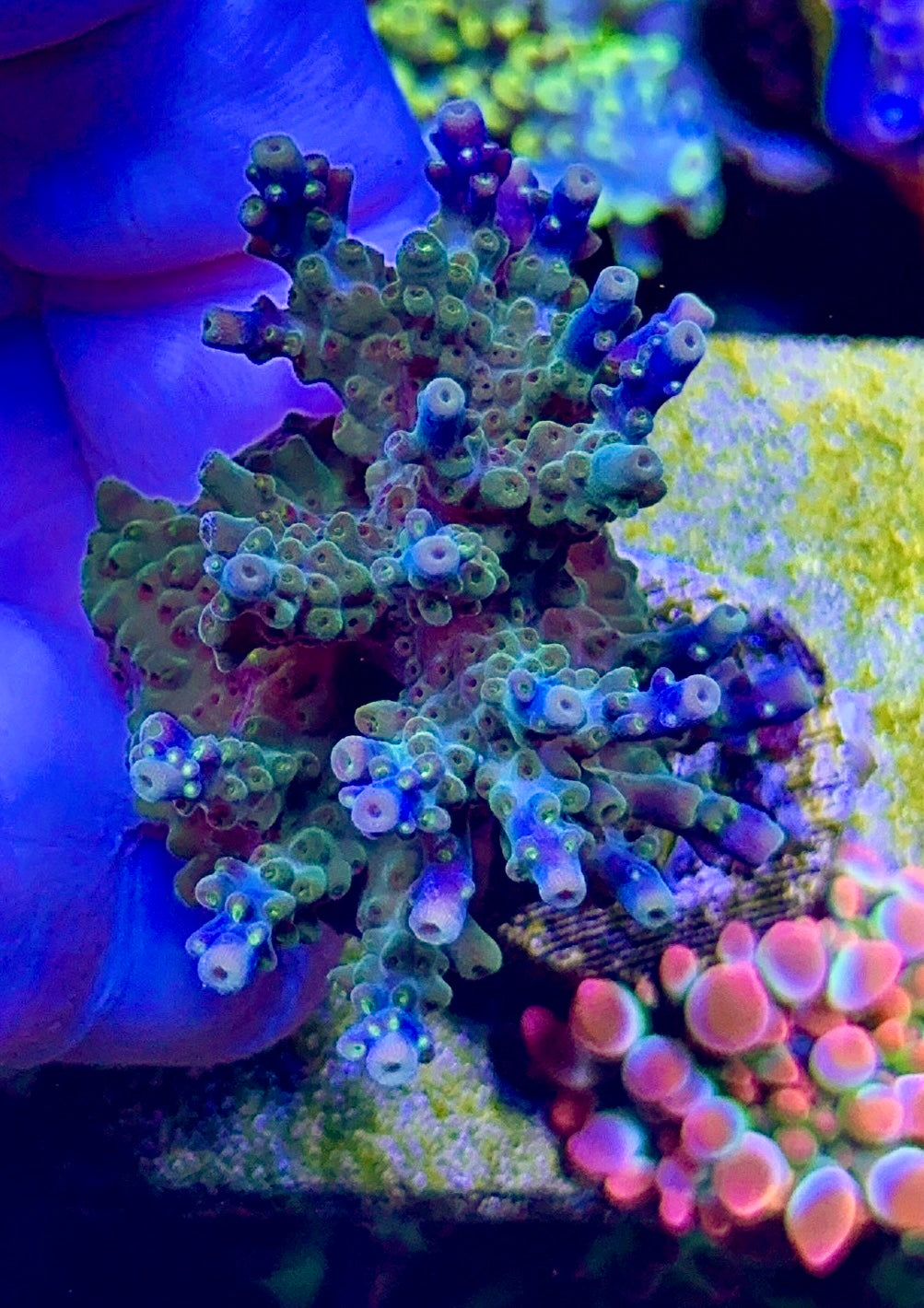 EC Peacock (3)
