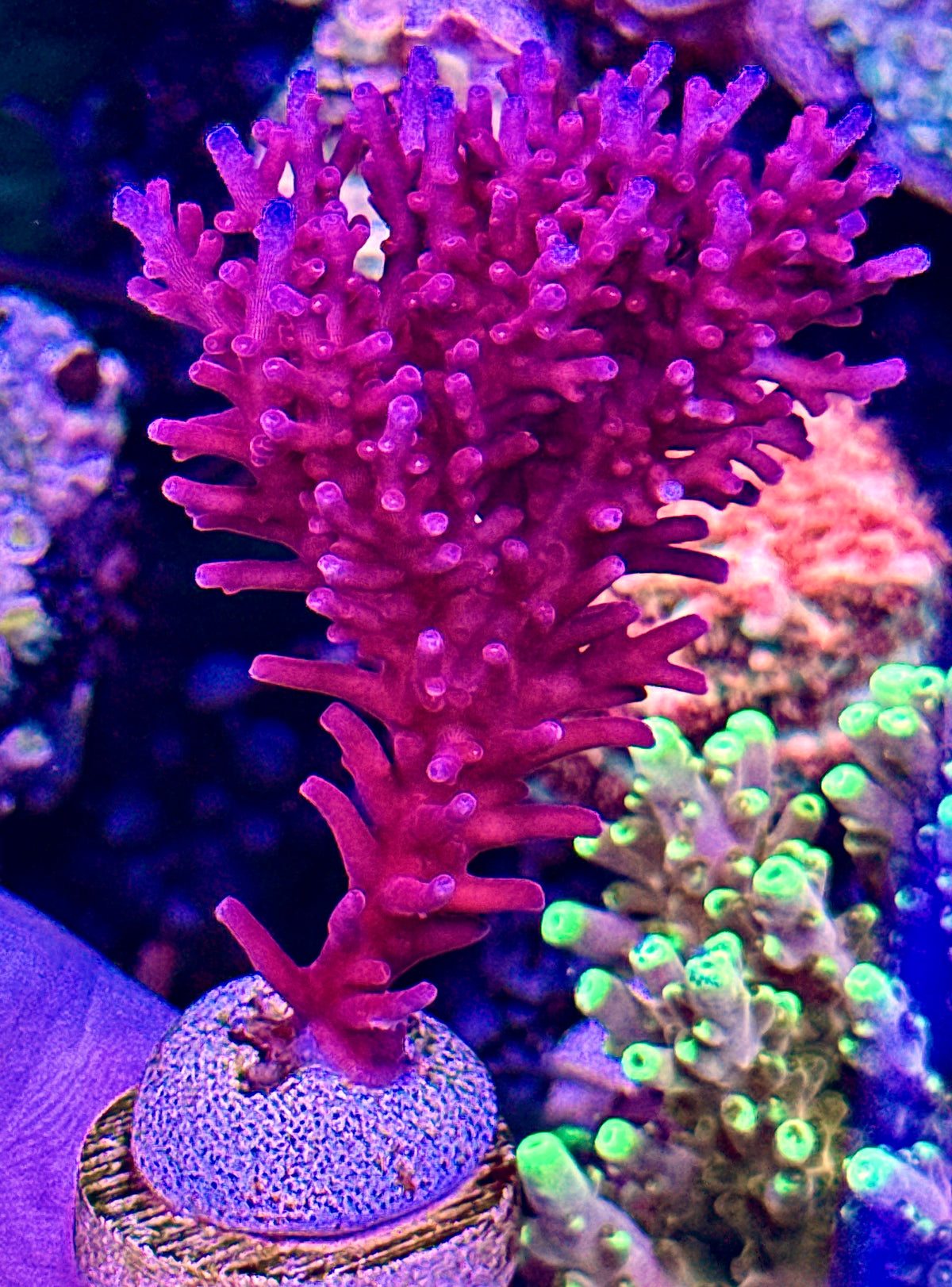 Red Dragon (2)