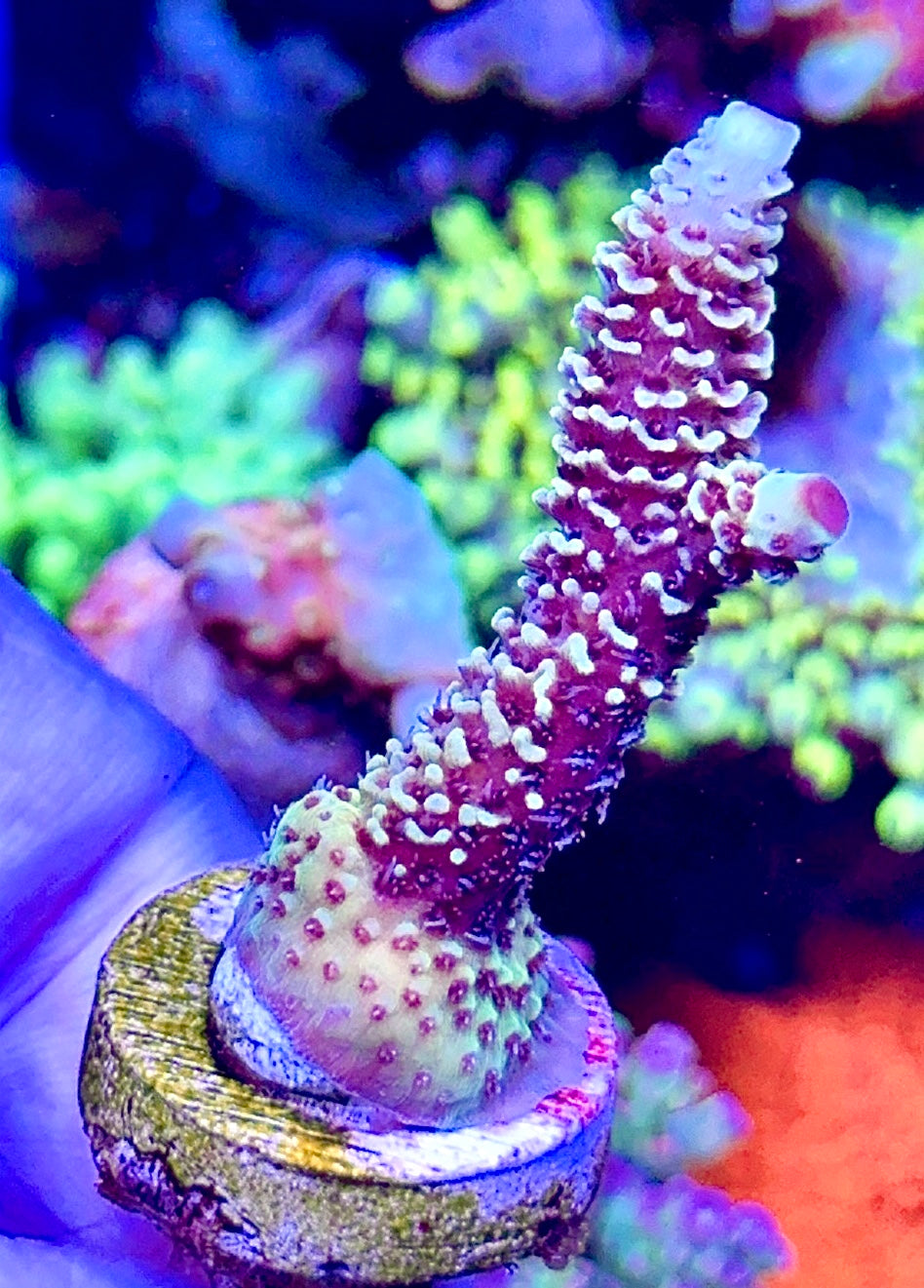 Juicy Fruit Tenuis (3)