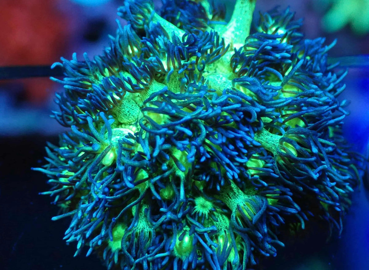 Ultra Goni  (1)