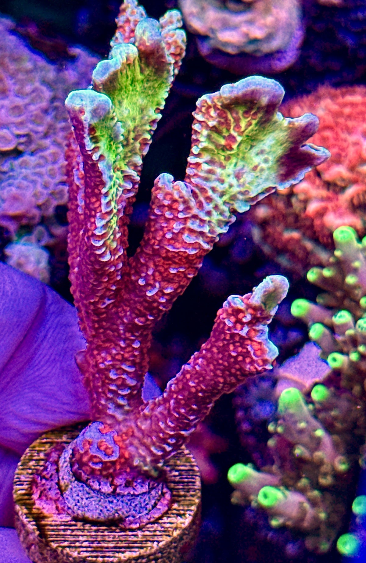 Bubblegum Digi (2)