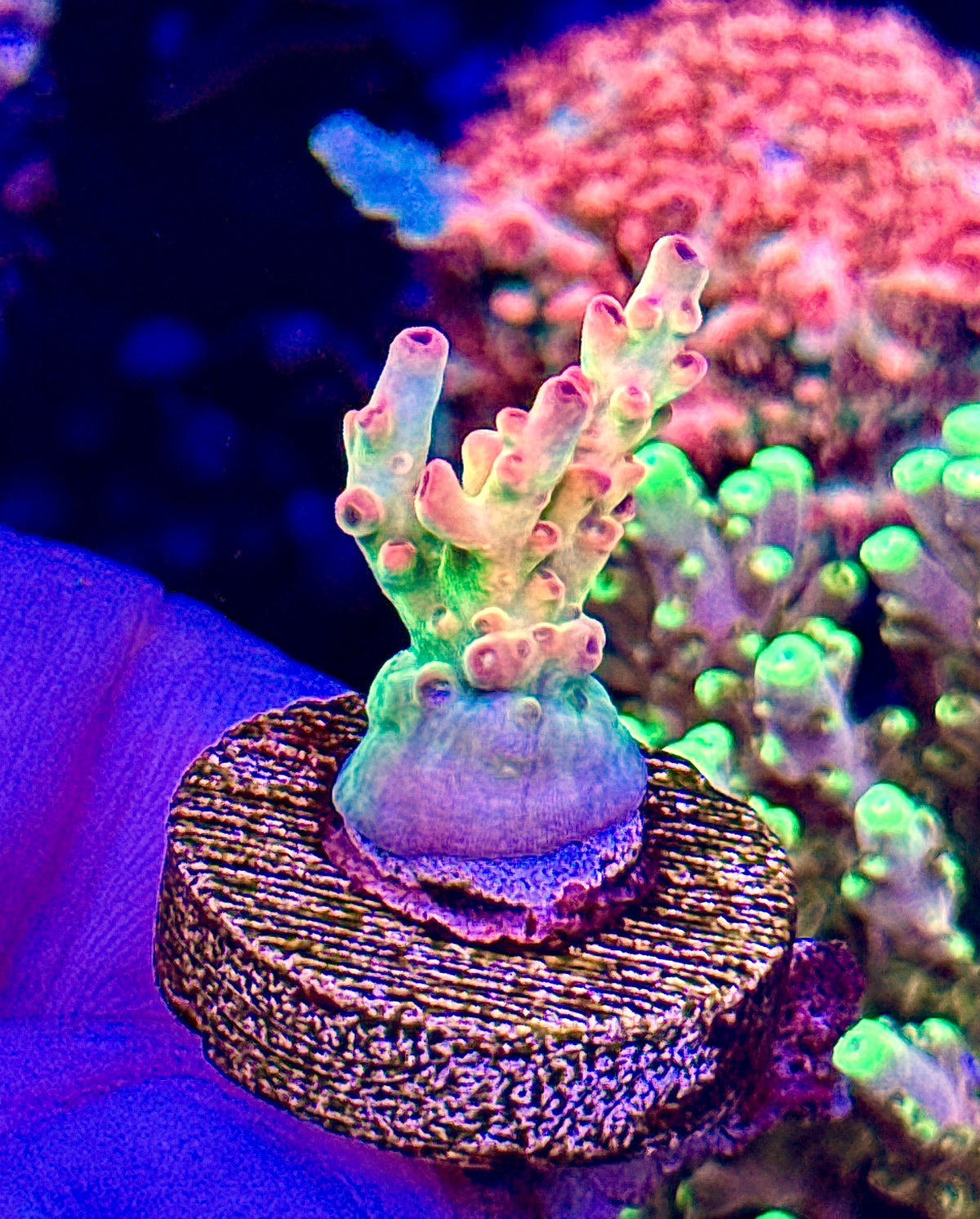 OG Petrol Slick  (3)